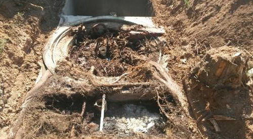 Septic tank treatment for roots