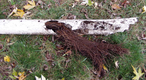 Drain field root infiltration